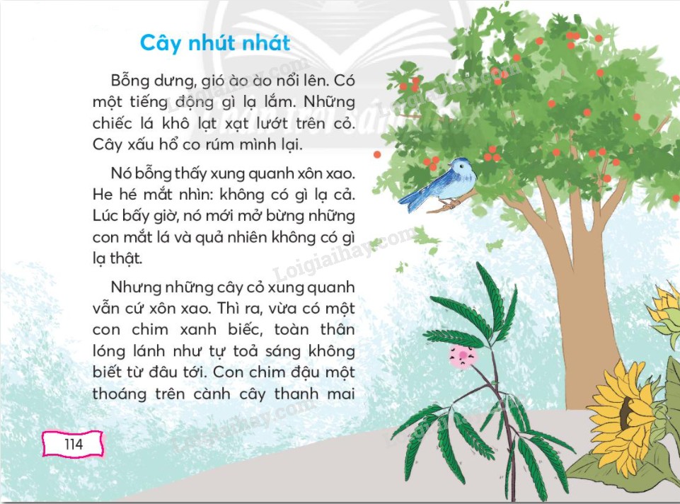 Cây Gì Lá Tựa Tai Voi Hè Làm Ô Mát Em Chơi Sân Trường?