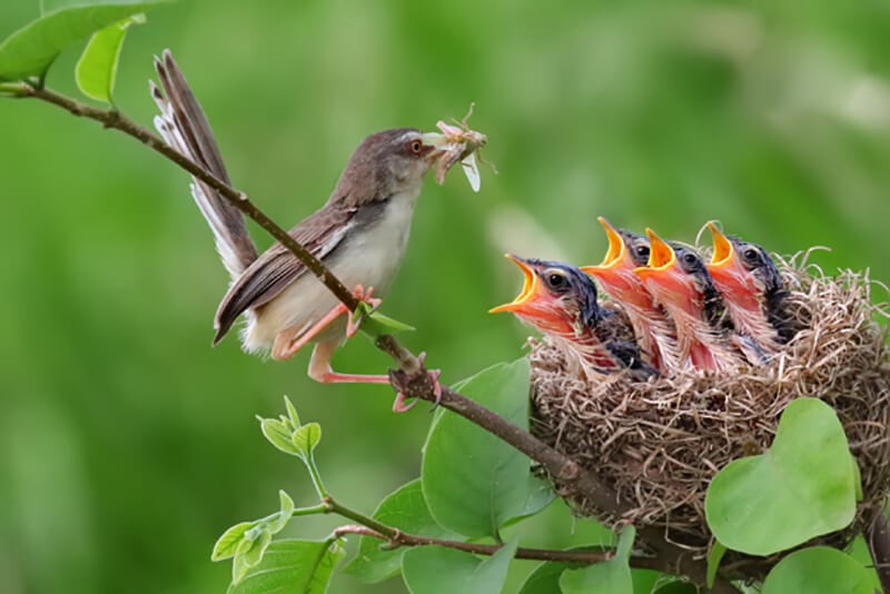 Chim làm tổ trên cây