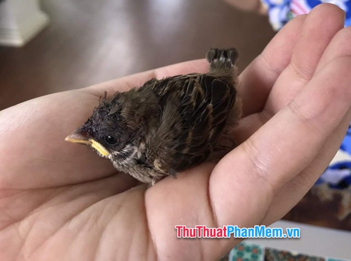 Chim sẻ non