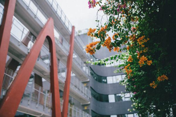 Ghế đá dưới tán cây trong sân trường