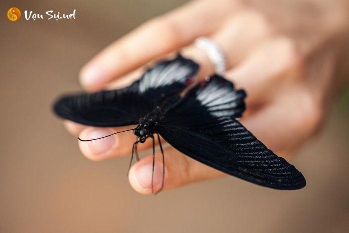 Mẹo kích hoạt may mắn khi bướm đen vào nhà