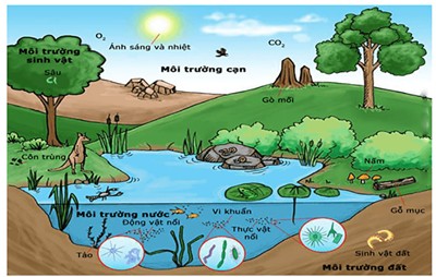 Môi trường sống của sinh vật là gì? Có mấy loại môi trường sống?