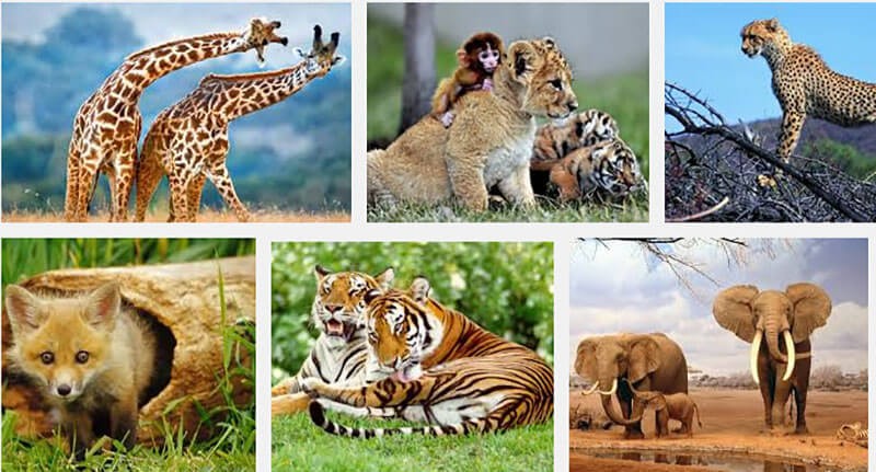 Môi trường sống trên cạn đa dạng